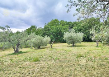 Capannone Strada di Colle Fagiano, Palombara Sabina - foto 6