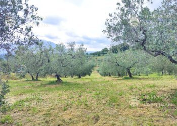 Capannone Strada di Colle Fagiano, Palombara Sabina - foto 8