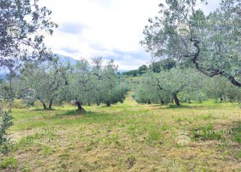 Capannone Strada di Colle Fagiano, Palombara Sabina - foto 10