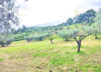 Capannone Strada di Colle Fagiano, Palombara Sabina - foto 22