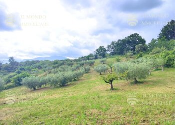 Capannone Strada di Colle Fagiano, Palombara Sabina - foto 25