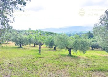 Capannone Strada di Colle Fagiano, Palombara Sabina - foto 27