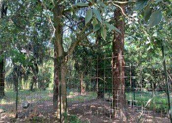 Villa Cappella Cantone - foto 19