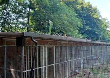 Villa Cappella Cantone - foto 25