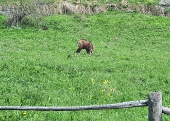 Casa indipendente Frazione Nex, Valsavarenche - foto 11