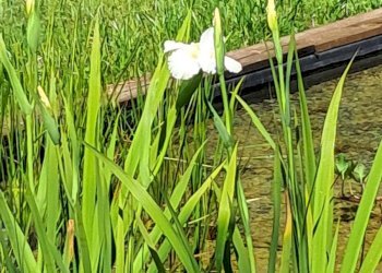 Foto 53 - Rustico Turpino, Spigno Monferrato - foto 53