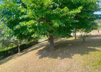 Foto 66 - Villa Via Dei Tigli
 
6, San Benedetto del Tronto - photo 66