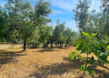 Foto 77 - Villa Via Dei Tigli
 
6, San Benedetto del Tronto - photo 77