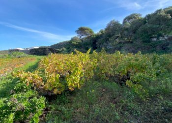 Foto 11 - Villa Pantelleria - foto 11