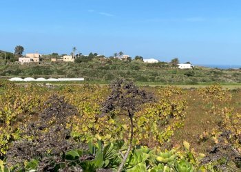 Foto 12 - Villa Pantelleria - foto 12