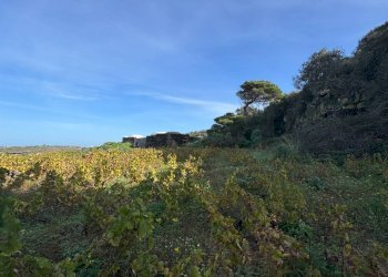 Foto 29 - Villa Pantelleria - foto 29