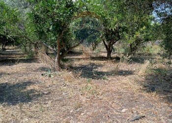 Giardino - Villa contrada petraro
 
16, Scordia - foto 18