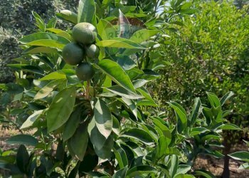 Giardino - Villa contrada petraro
 
16, Scordia - foto 19