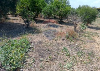 Giardino - Villa contrada petraro
 
16, Scordia - foto 20