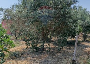 Giardino - Villa contrada petraro
 
16, Scordia - foto 21