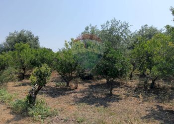 Giardino - Villa contrada petraro
 
16, Scordia - foto 22