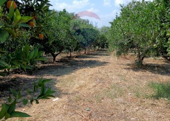 Giardino - Villa contrada petraro
 
16, Scordia - foto 24