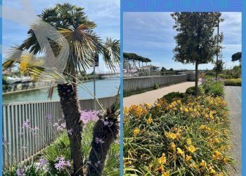 Foto 29 - Villa a Schiera Montignoso - foto 29