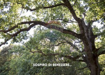 NATURA CIRCOSTANTE - Villa LOCALITA' LE CAVILLI
 
SNC, Roccastrada - foto 52