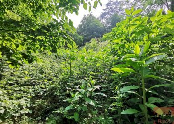 Rustico Regione Carlevè 37, Villarbasse (TO), Villarbasse - foto 48