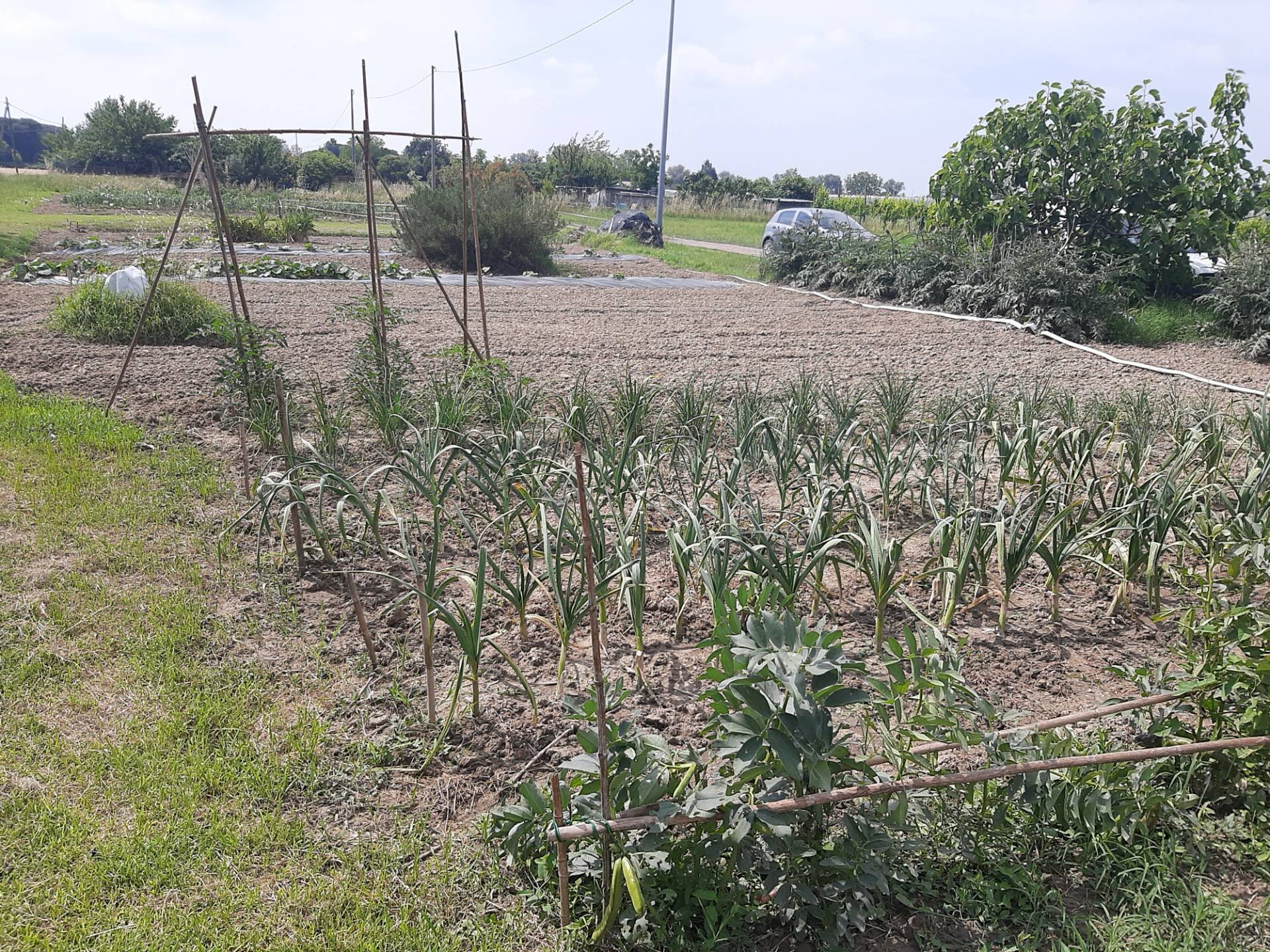 Foto 2 - Terreno agricolo argine sx Fiume Uniti, Ravenna - foto 2