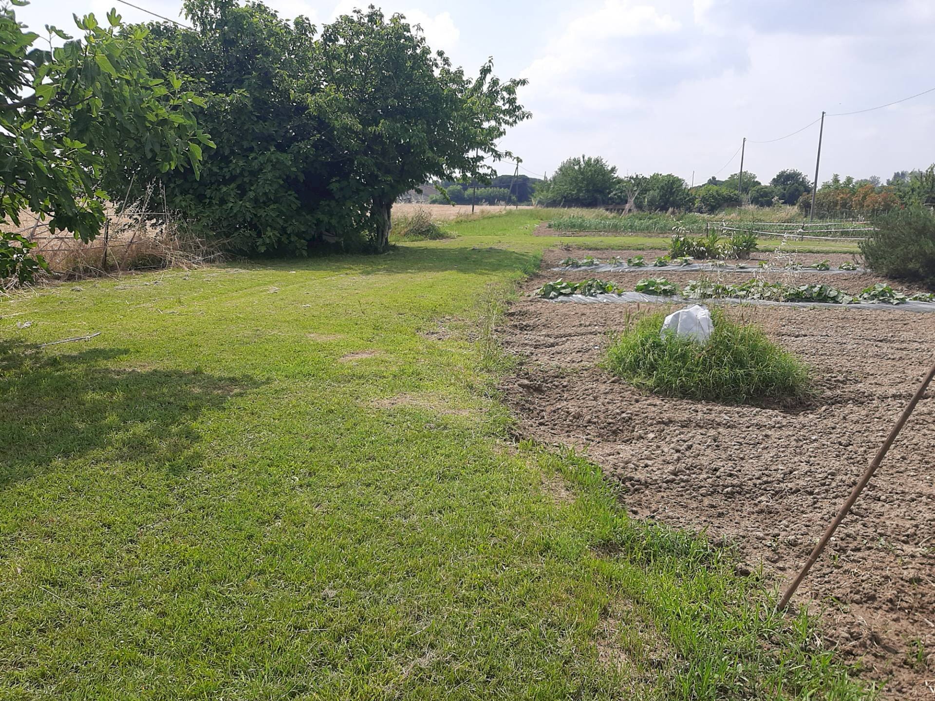 Foto 3 - Terreno agricolo argine sx Fiume Uniti, Ravenna - foto 3