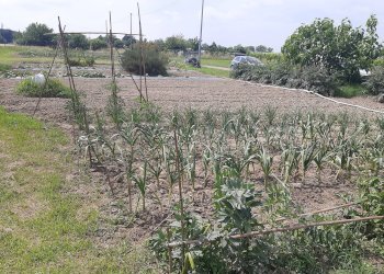 Foto 2 - Terreno agricolo argine sx Fiume Uniti, Ravenna - foto 2