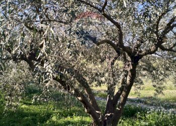 Giardino - Terreno agricolo Contrada Albanelli
 
snc, Caltagirone - foto 4