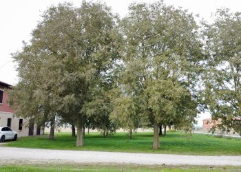 Casa indipendente Imola - foto 9