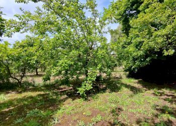 Foto 68 - Villa Via Anime Sante
 
1, Maenza - foto 68