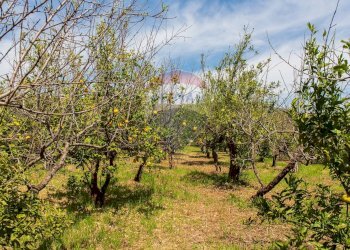 Giardino - Terreno edificabile via fornì
 
17, Piedimonte Etneo - foto 13