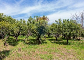 Giardino - Terreno edificabile via fornì
 
17, Piedimonte Etneo - foto 15
