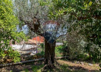 Giardino - Terreno edificabile via fornì
 
17, Piedimonte Etneo - foto 21