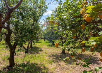 Giardino - Terreno edificabile via fornì
 
17, Piedimonte Etneo - foto 23