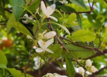 Giardino - Terreno agricolo C.da Fiascara, Taormina - foto 25