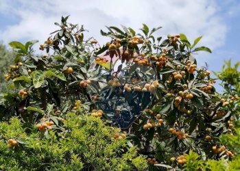 Giardino - Terreno agricolo C.da Fiascara, Taormina - foto 9