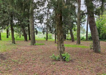 Foto 17 - Rustico Cartoceto, Cartoceto - foto 17