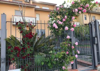Foto 43 - Villa a Schiera Via Piero della Francesca, Cupra Marittima - foto 43