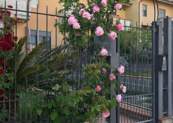 Foto 44 - Villa a Schiera Via Piero della Francesca, Cupra Marittima - foto 44