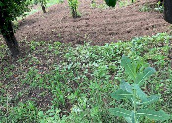 Foto 4 - Terreno edificabile Sciara San Giovanni
 
snc, Giarre - foto 4