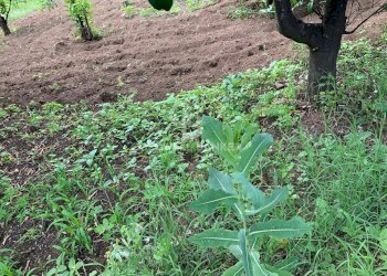 Foto 7 - Terreno edificabile Sciara San Giovanni
 
snc, Giarre - foto 7