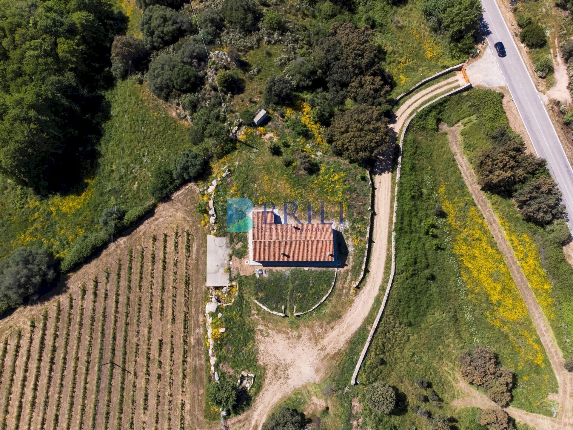 Azienda agricola SP38, Sant'Antonio di Gallura - foto 3