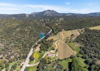 Azienda agricola SP38, Sant'Antonio di Gallura - foto 1