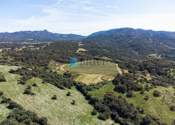 Azienda agricola SP38, Sant'Antonio di Gallura - foto 4