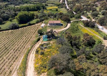 Azienda agricola SP38, Sant'Antonio di Gallura - foto 5
