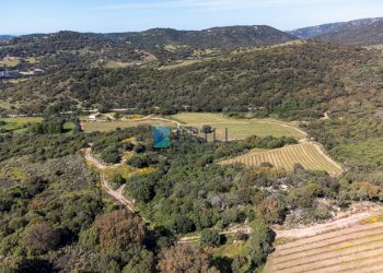 Azienda agricola SP38, Sant'Antonio di Gallura - foto 6