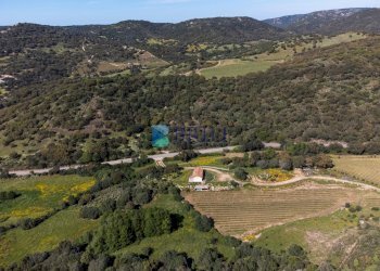 Azienda agricola SP38, Sant'Antonio di Gallura - foto 8