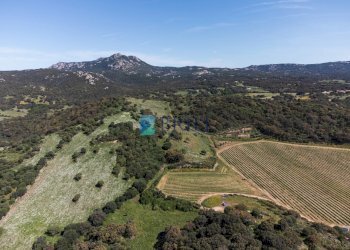 Azienda agricola SP38, Sant'Antonio di Gallura - foto 9