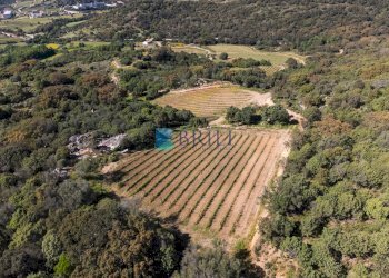Azienda agricola SP38, Sant'Antonio di Gallura - foto 15