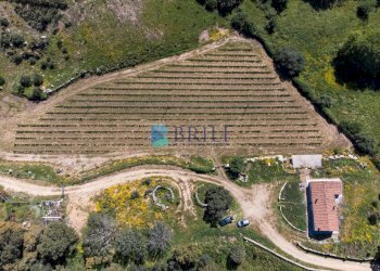 Azienda agricola SP38, Sant'Antonio di Gallura - foto 18